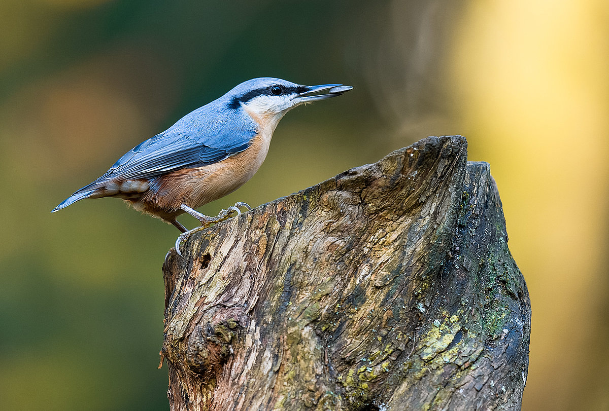 Eisvogel auf Baumstumpf - auch für diese Vogelart gibt es Nistkästen aus Klinker.